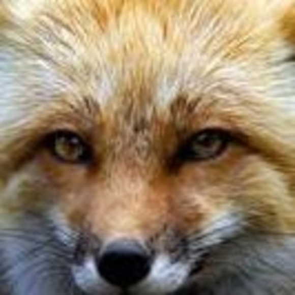 sandiefox